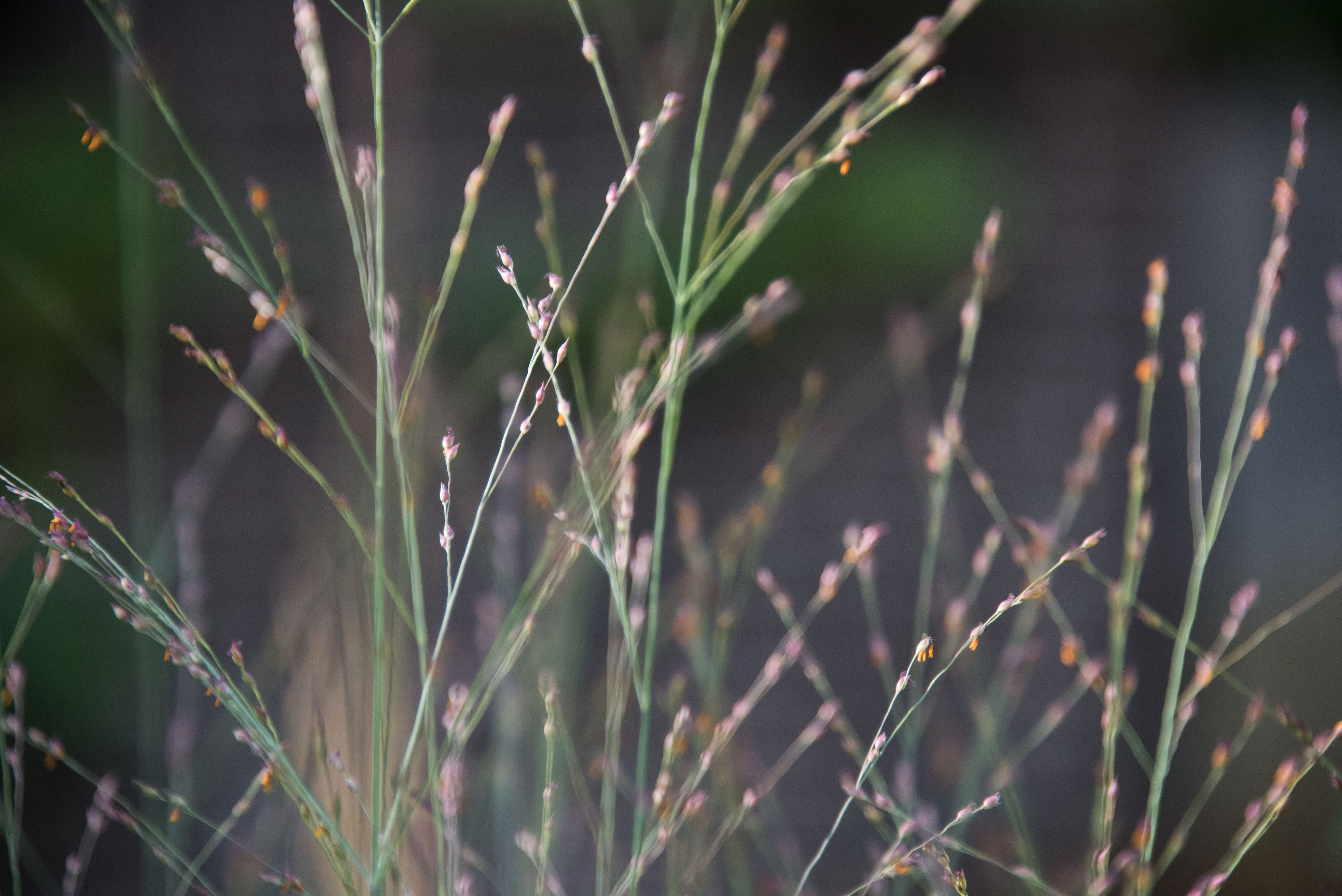 Panicum virgatum 'Rotstrahlbusch'Vingergras bestellen